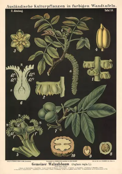 Gemeiner Walnussbaum (Juglans regia L.) av Carl Bollmann