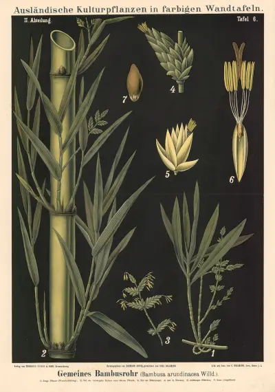 Gemeines Bambusrohr (Bambusa arundinacea Willd.) von Carl Bollmann
