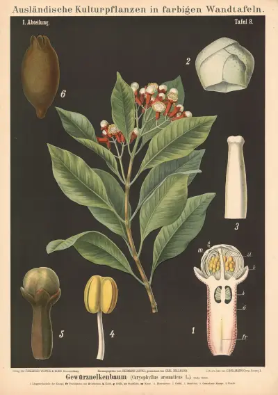 Gewürznelkenbaum (Caryophyllus aromaticus L.) von Carl Bollmann
