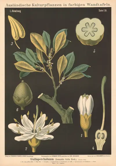 Guttaperchabaum (Isonandra Gutta Hook.) von Carl Bollmann
