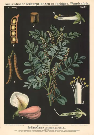 Indigopflanze (Indigofera tinctoria L.) av Carl Bollmann