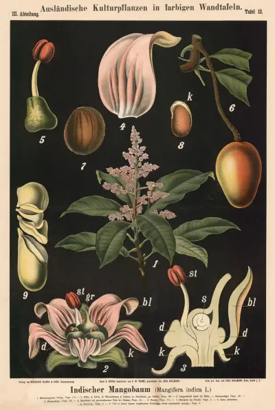 Indiskt mangoträd (Mangifera indica L.) av Carl Bollmann