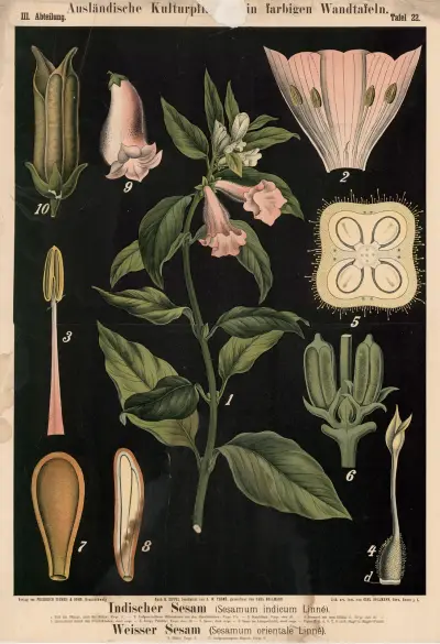 Indisk sesam (Sesamum indicum Linné) Vit sesam (Sesamum orientale Linné) av Carl Bollmann
