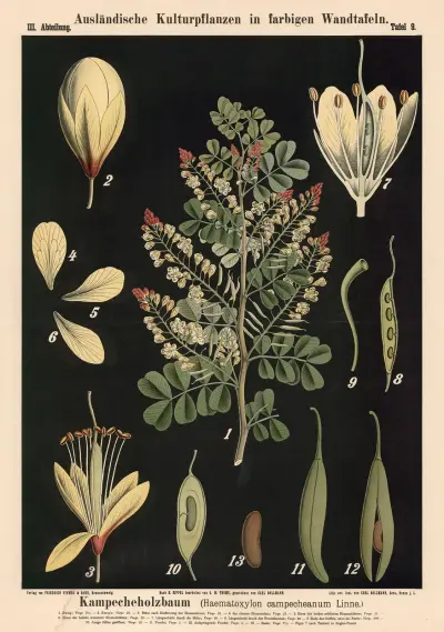 Kampecheholzbaum (Haematoxylon campecheanum Linne.) av Carl Bollmann