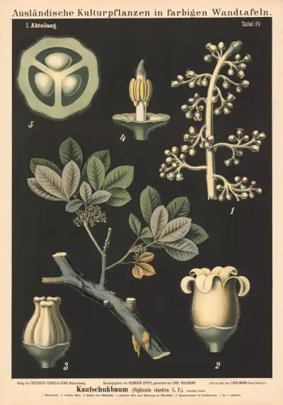 Kautschukbaum (Siphonia elastica L.F.) av Carl Bollmann
