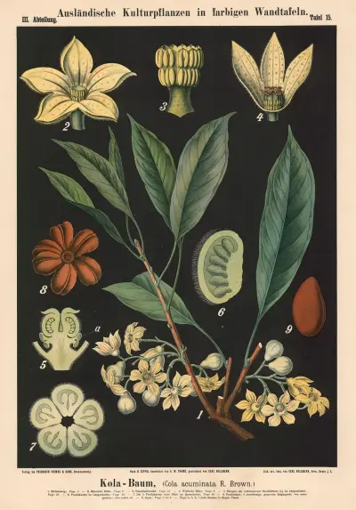 Kola-Baum, (Cola acuminata R. Brown.) av Carl Bollmann