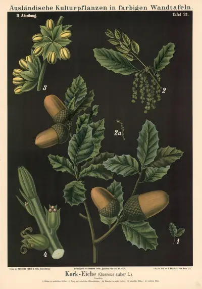 Korkek (Quercus suber L.) av Carl Bollmann