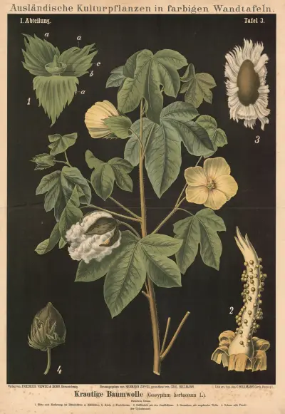 Örtartad bomull (Gossypium herbaceum L.) av Carl Bollmann