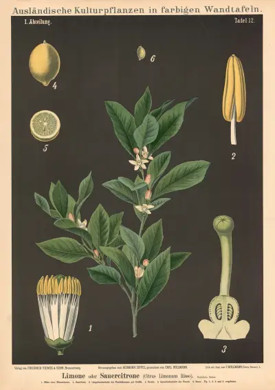 Citron (Citrus Limonum Risso) av Carl Bollmann