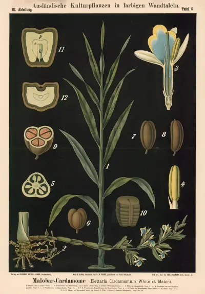 Malobar-Cardamome (Elettaria Cardamomum White et Maton) av Carl Bollmann