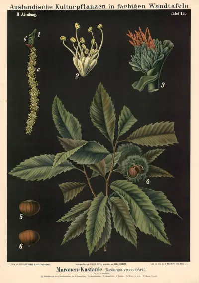 Maronen-Kastanie (Castanea vesca Gärt.) av Carl Bollmann