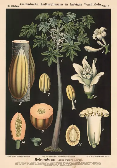 Melonenbaum (Carica Papaya Linné) av Carl Bollmann