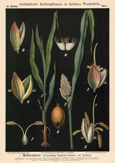 Mohrenhirse (Andropogon Sorghum Brotero, var. Durrha) av Carl Bollmann