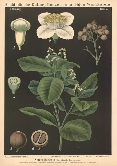 Nelkenpfeffer (Myrtus pimenta L.) von Carl Bollmann