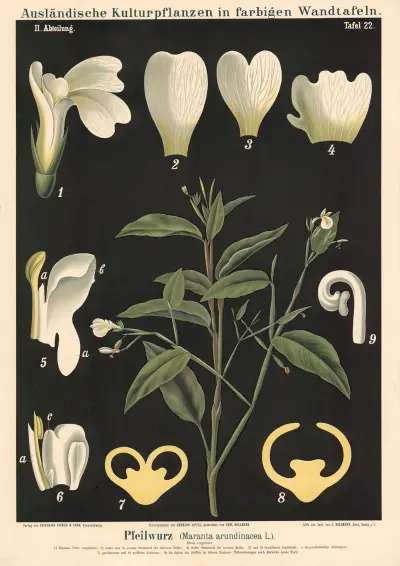 Pilrot (Maranta arundinacea L.) av Carl Bollmann