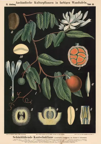 Schönblühende Kautschukliane (Landolphia comorensis, var. florida K. Schumann) av Carl Bollmann