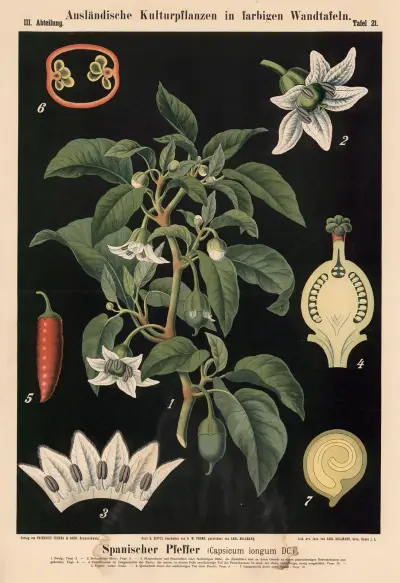 Spanischer Pfeffer (Capsicum longum DC.) av Carl Bollmann