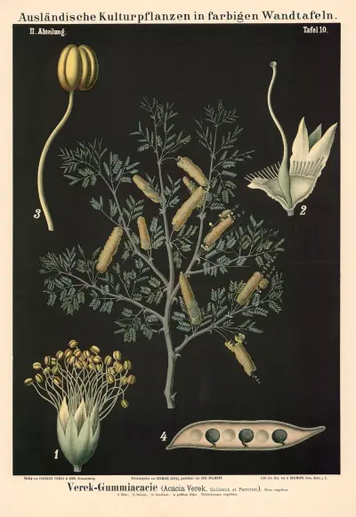 Verek-Gummiakazie (Acacia Verek, Guillemin et Perrottet) von Carl Bollmann