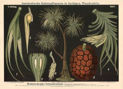 Wohlriechender Schraubenbaum (Pandanus odoratissimus L.) av Carl Bollmann