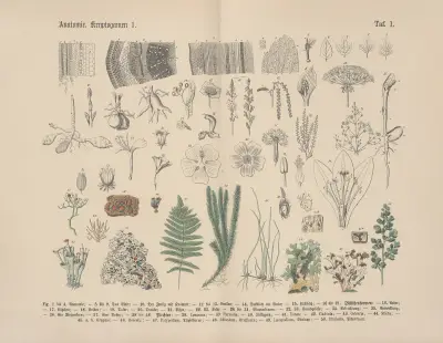 Lehrbuch der praktischen Pflanzenkunde in Wort und Bild Pl.01 av Carl Hoffmann