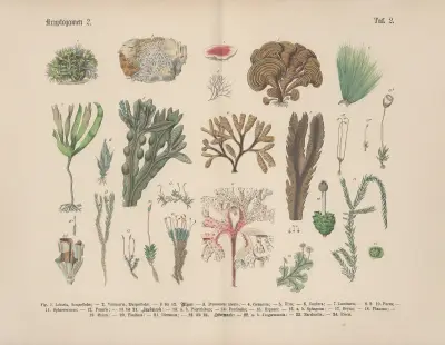 Lehrbuch der praktischen Pflanzenkunde in Wort und Bild Pl.02 av Carl Hoffmann