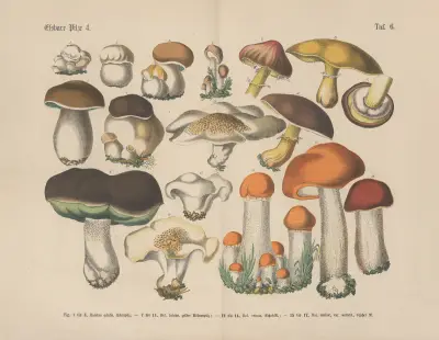Lehrbuch der praktischen Pflanzenkunde in Wort und Bild Pl.06 av Carl Hoffmann