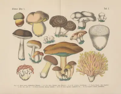 Lehrbuch der praktischen Pflanzenkunde in Wort und Bild Pl.07 av Carl Hoffmann