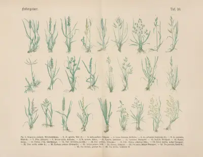 Lehrbuch der praktischen Pflanzenkunde in Wort und Bild Pl.10 av Carl Hoffmann
