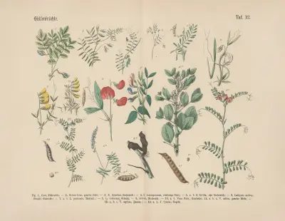 Lehrbuch der praktischen Pflanzenkunde in Wort und Bild Pl.12 av Carl Hoffmann