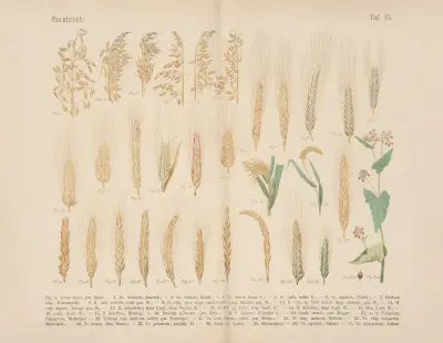 Lehrbuch der praktischen Pflanzenkunde in Wort und Bild Pl.13 av Carl Hoffmann