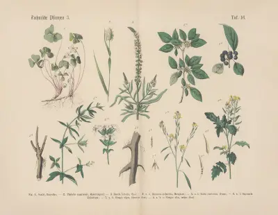 Lehrbuch der praktischen Pflanzenkunde in Wort und Bild Taf. 16 von Carl Hoffmann