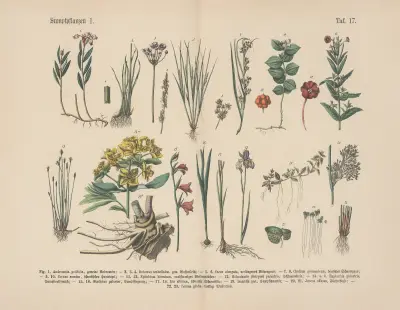 Lehrbuch der praktischen Pflanzenkunde in Wort und Bild Pl.17 av Carl Hoffmann