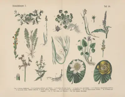 Lehrbuch der praktischen Pflanzenkunde in Wort und Bild Pl.18 av Carl Hoffmann