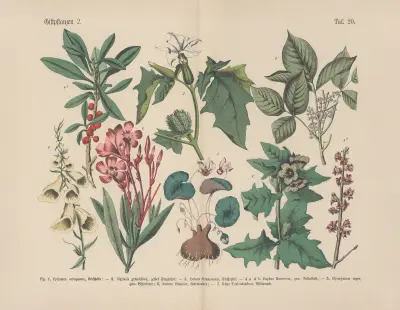 Lehrbuch der praktischen Pflanzenkunde in Wort und Bild Pl.20 av Carl Hoffmann