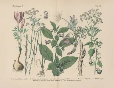 Lehrbuch der praktischen Pflanzenkunde in Wort und Bild Pl.21 av Carl Hoffmann