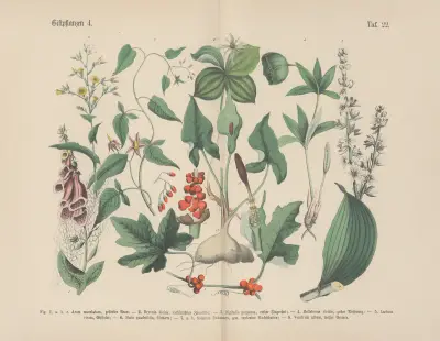 Lehrbuch der praktischen Pflanzenkunde in Wort und Bild Pl.22 av Carl Hoffmann