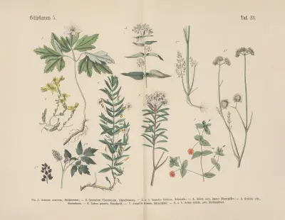 Lehrbuch der praktischen Pflanzenkunde in Wort und Bild Pl.23 av Carl Hoffmann