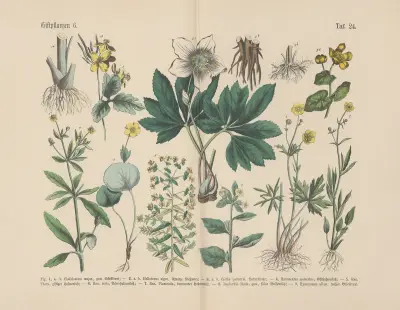Lehrbuch der praktischen Pflanzenkunde in Wort und Bild Pl.24 av Carl Hoffmann