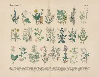 Lehrbuch der praktischen Pflanzenkunde in Wort und Bild Pl.26 av Carl Hoffmann