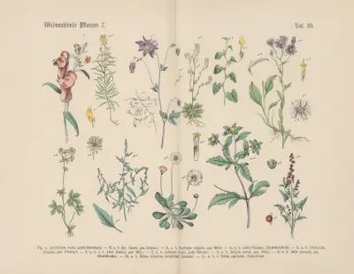 Lehrbuch der praktischen Pflanzenkunde in Wort und Bild Pl.29 av Carl Hoffmann