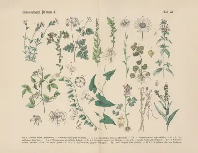 Lehrbuch der praktischen Pflanzenkunde in Wort und Bild Pl.31 av Carl Hoffmann