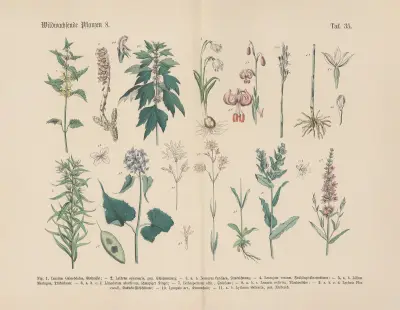 Lehrbuch der praktischen Pflanzenkunde in Wort und Bild Pl.35 av Carl Hoffmann