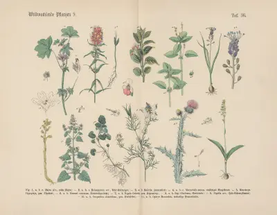Lehrbuch der praktischen Pflanzenkunde in Wort und Bild Pl.36 av Carl Hoffmann