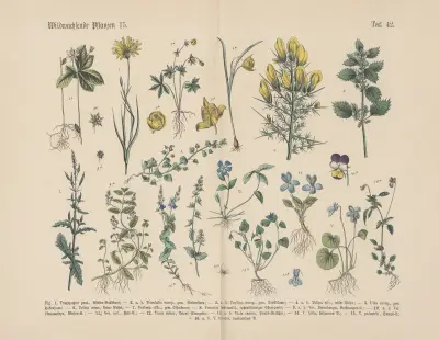 Lehrbuch der praktischen Pflanzenkunde in Wort und Bild Pl.42 av Carl Hoffmann