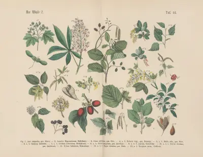 Lehrbuch der praktischen Pflanzenkunde in Wort und Bild Pl.44 av Carl Hoffmann