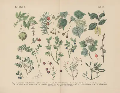 Lehrbuch der praktischen Pflanzenkunde in Wort und Bild Pl.48 av Carl Hoffmann