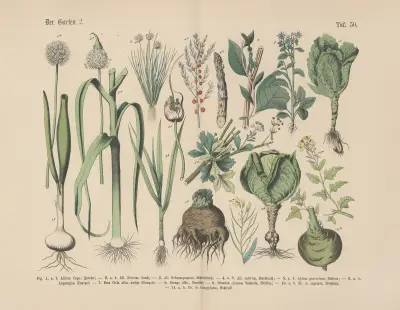 Lehrbuch der praktischen Pflanzenkunde in Wort und Bild Pl.50 av Carl Hoffmann