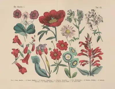 Lehrbuch der praktischen Pflanzenkunde in Wort und Bild Pl.55 av Carl Hoffmann