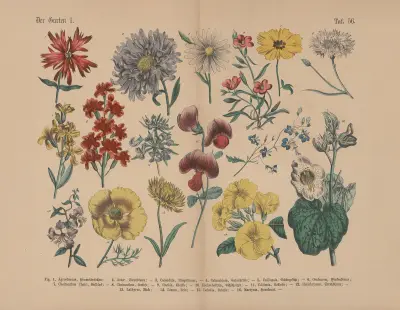 Lehrbuch der praktischen Pflanzenkunde in Wort und Bild Pl.56 av Carl Hoffmann