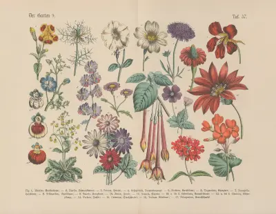 Lehrbuch der praktischen Pflanzenkunde in Wort und Bild Pl.57 av Carl Hoffmann